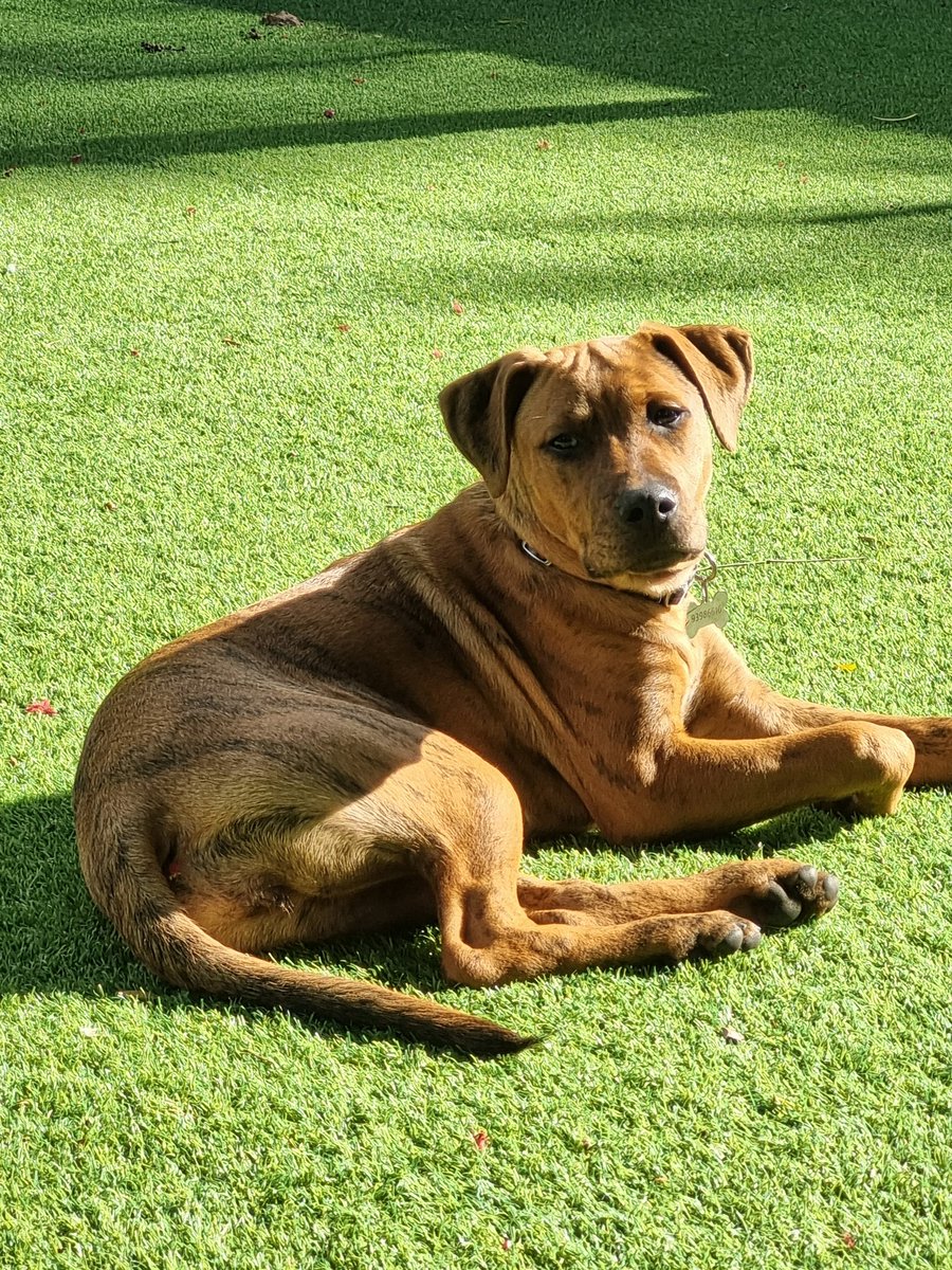 F L A G G S tweet media