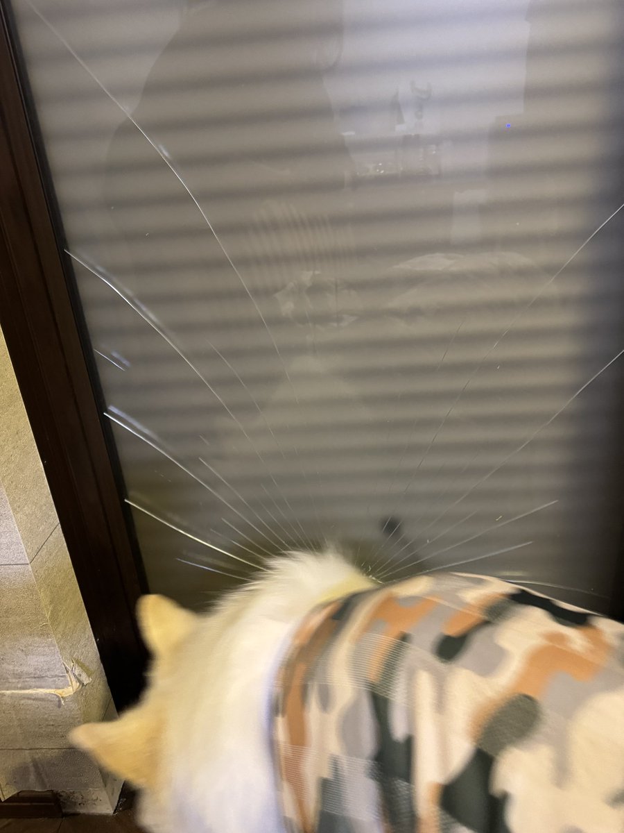 DxMother's tweet photo. まぁまぁ酷いペット部屋退去後の確認😭新築から僅か2年でこの有様、泣きたくなるね〜速攻現状回復見積依頼。

自宅へ帰ったらうちの子も窓ガラス割ってたわ(4枚目写真)壁も同じ位やられてる。ガラス割ったのはコレで2度目、室内飼育の宿命だね〜💦 https://t.co/Pgt6UpMk6d