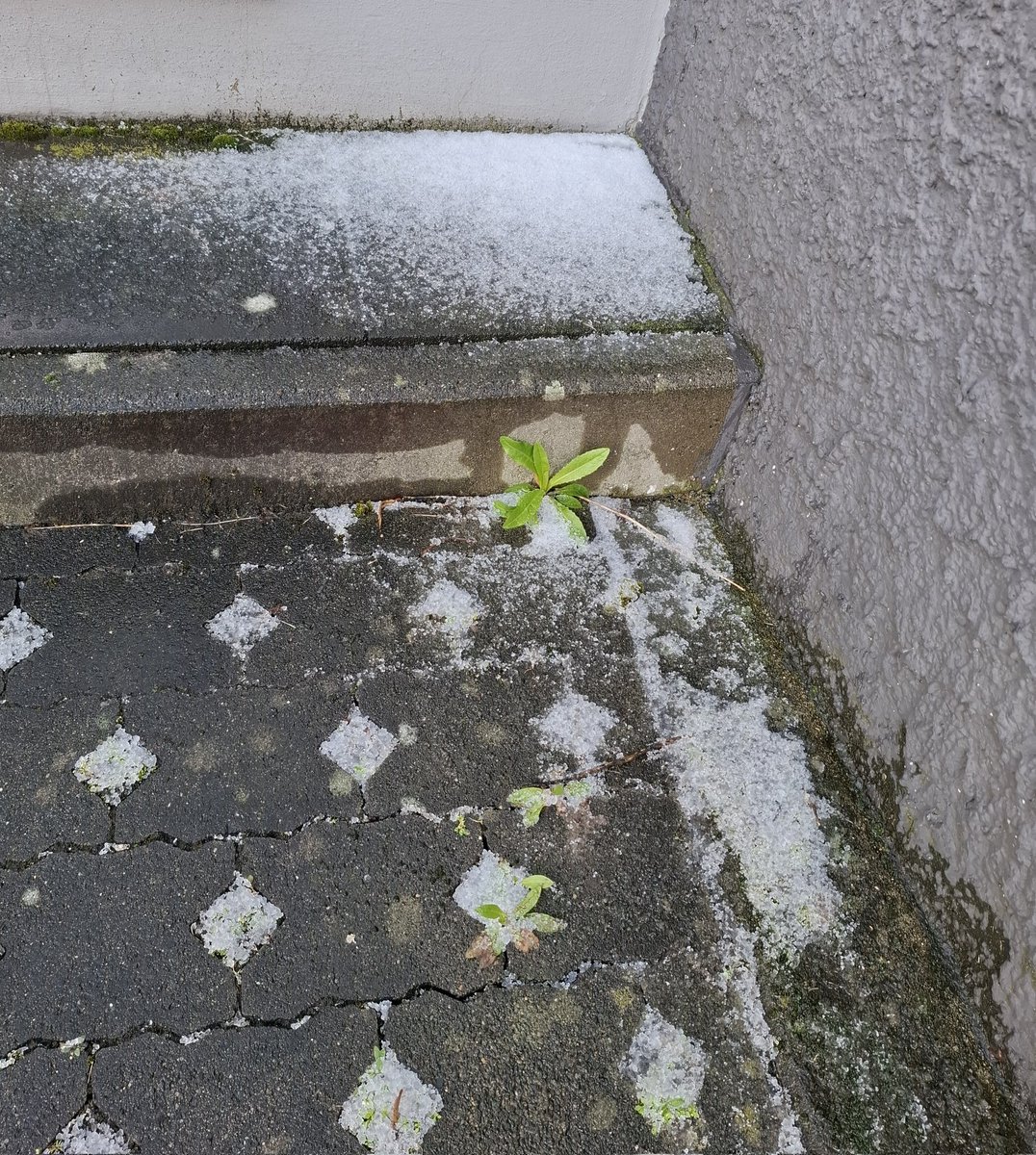 Handwerkskoala Steve🐨📯 tweet media