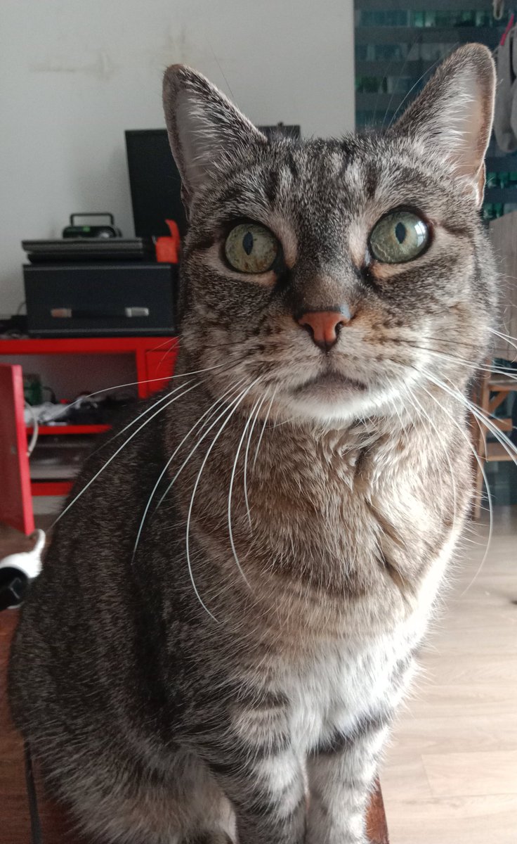 Don Grizzly Modeste tweet media