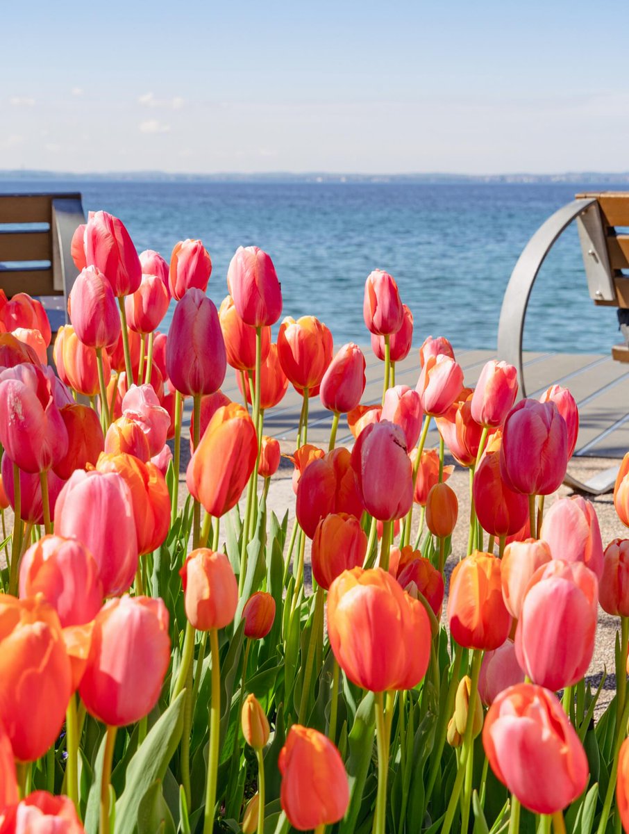 Tulips Library tweet media