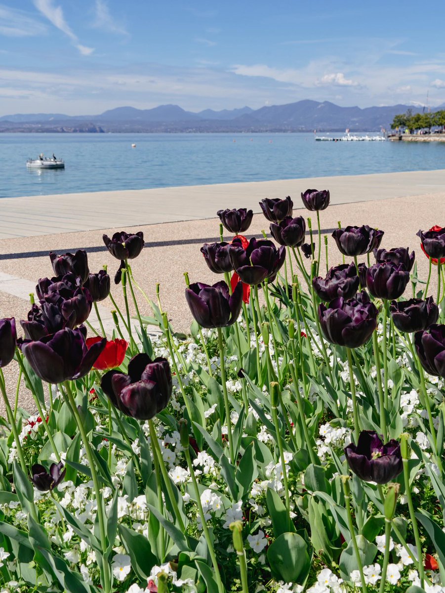 Tulips Library tweet media