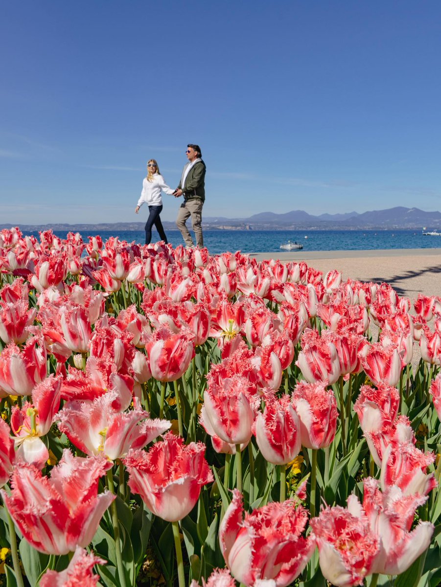 Tulips Library tweet media