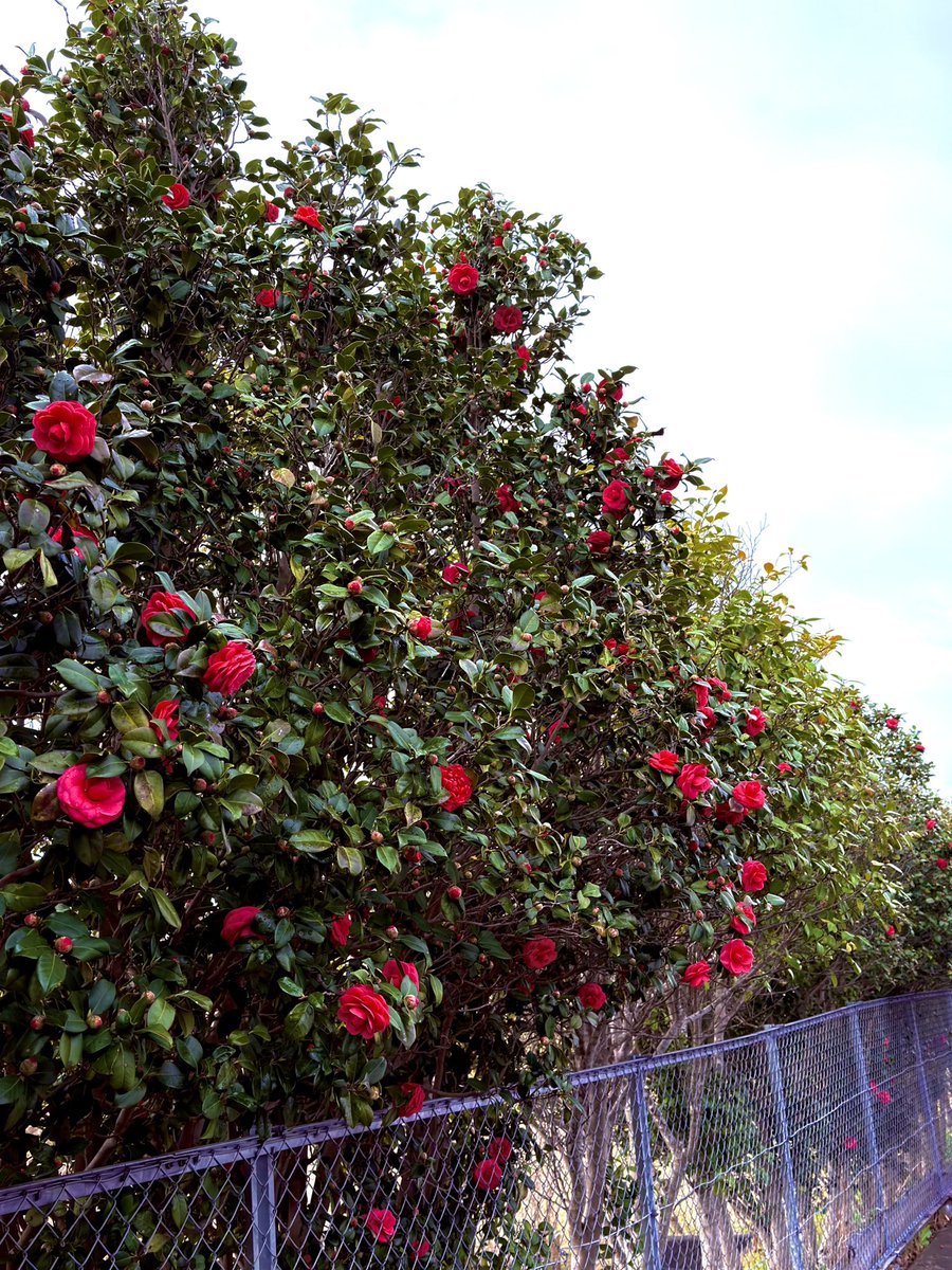 R.D.TRUCKING tweet media