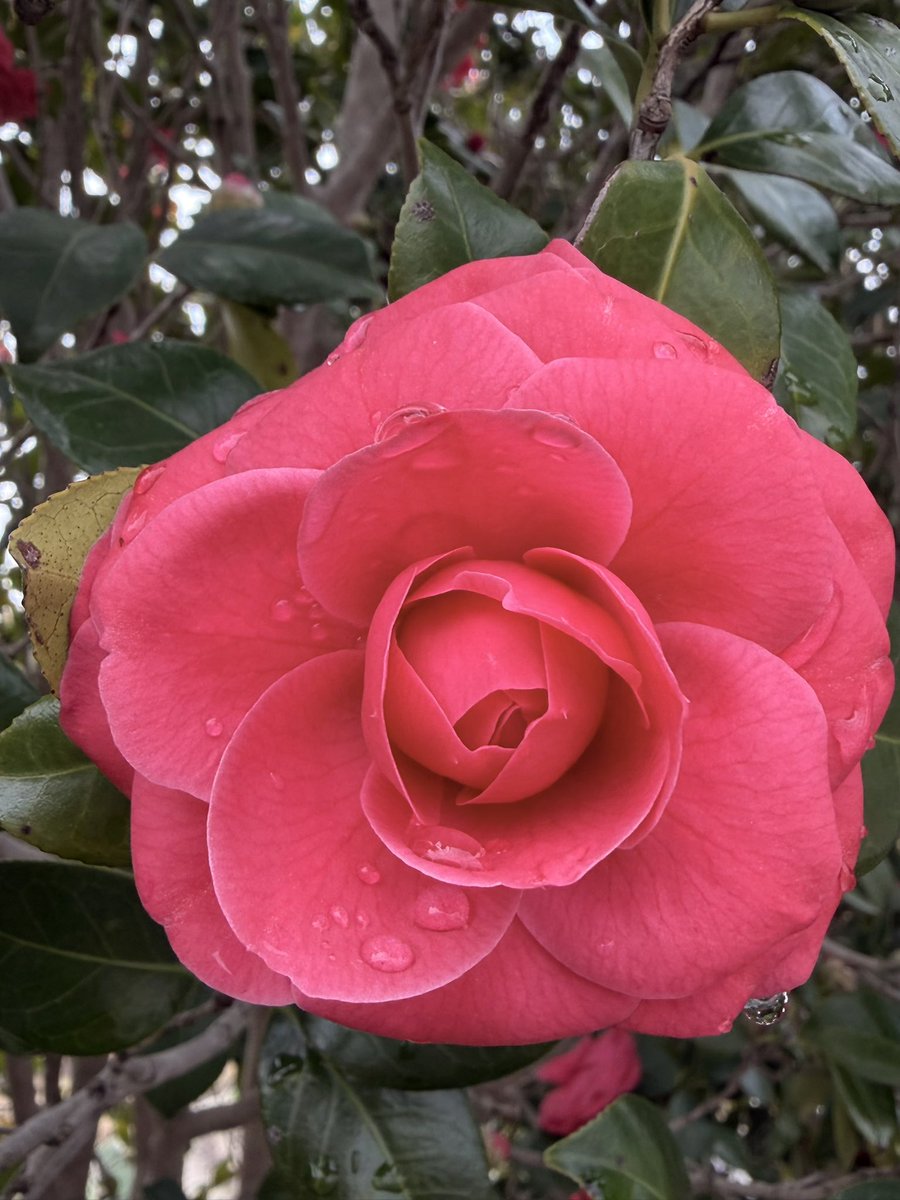 R.D.TRUCKING tweet media