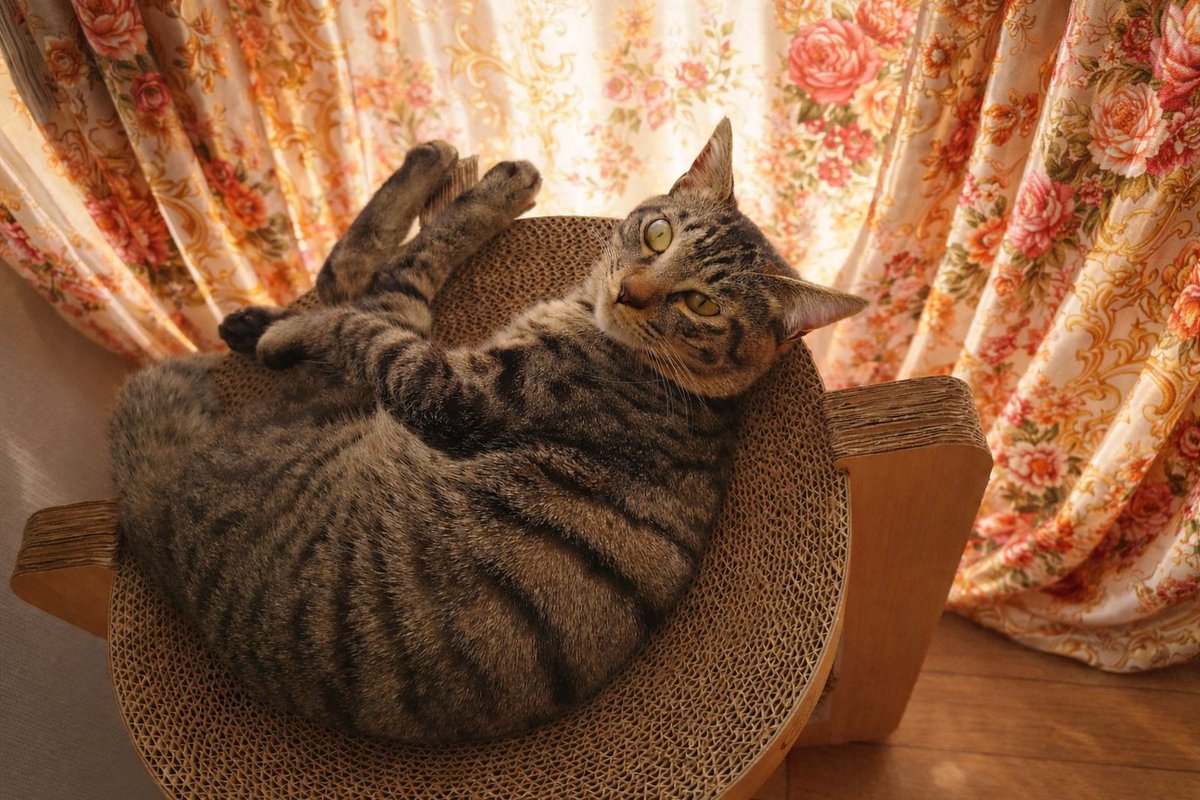 bosolocation's tweet photo. 引き続き、猫を探しております。
別角度の写真です。
お心あたりの方はご連絡頂けると幸いです。

#迷い猫 　#子猫　#キジトラ　#館山 https://t.co/JeyRV7mB5U