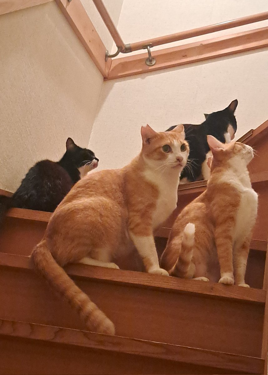 Enjyu1006's tweet photo. #ねこ好きさんと繋がりたい 
出待ち https://t.co/ztZ5zQ56iU