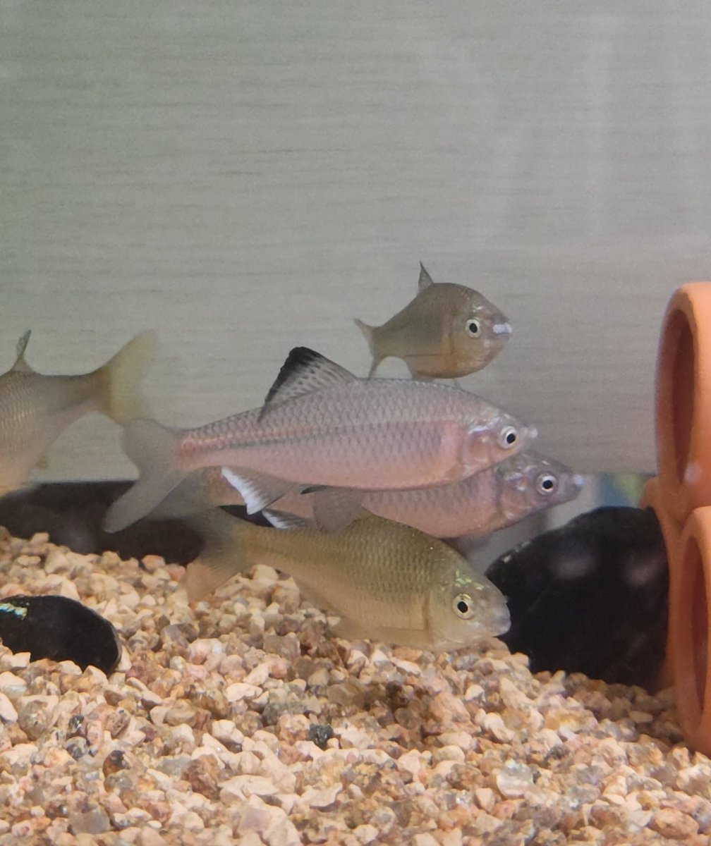 みけダン tweet media