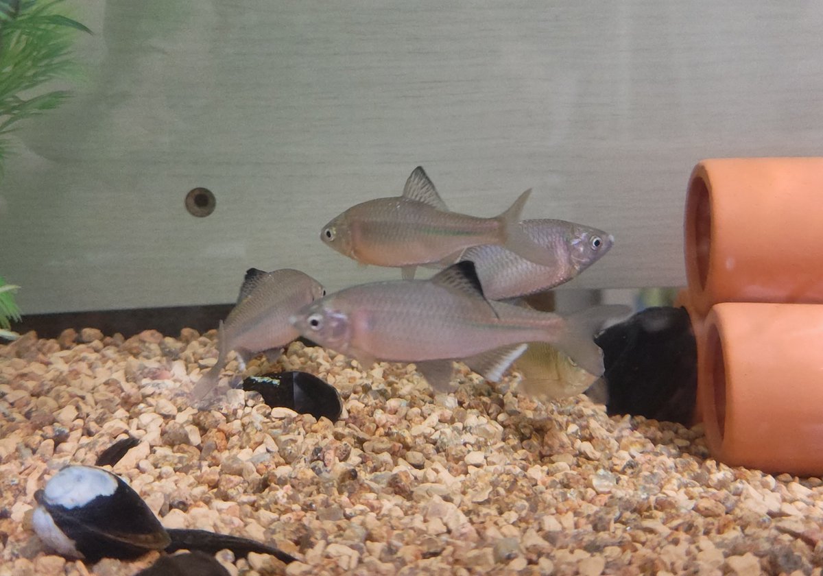 みけダン tweet media