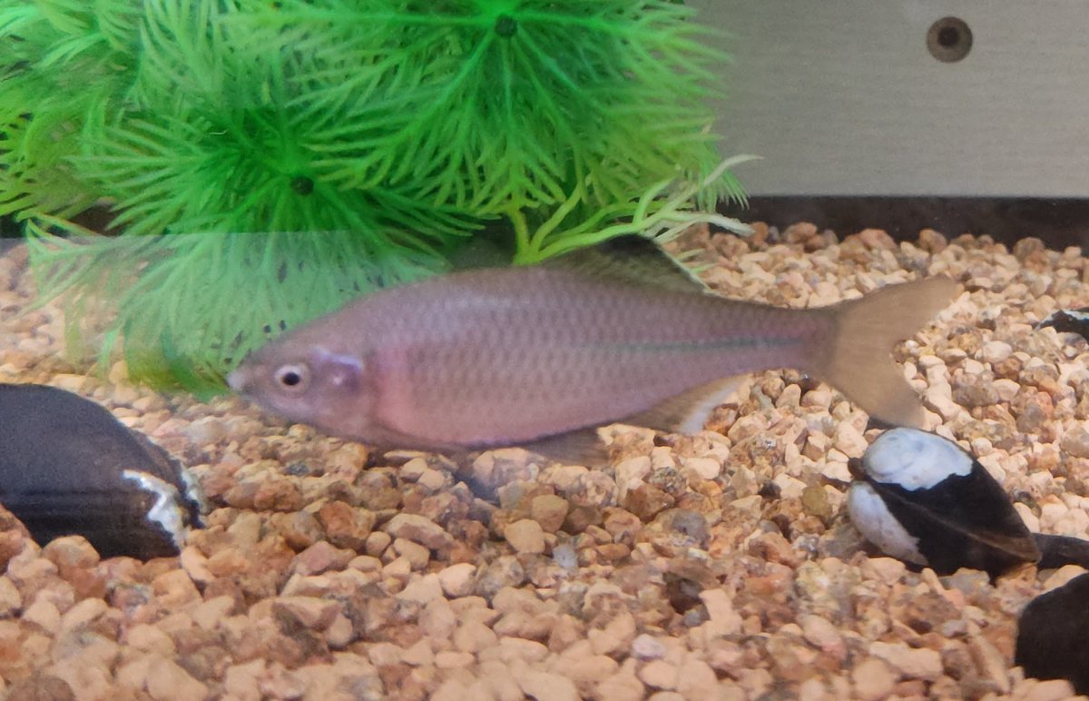 みけダン tweet media