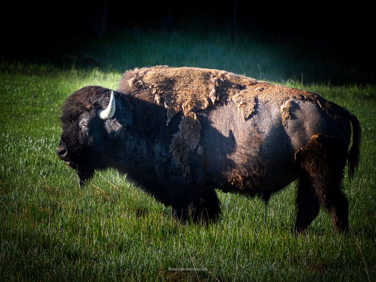 blueridgemountain_man tweet media