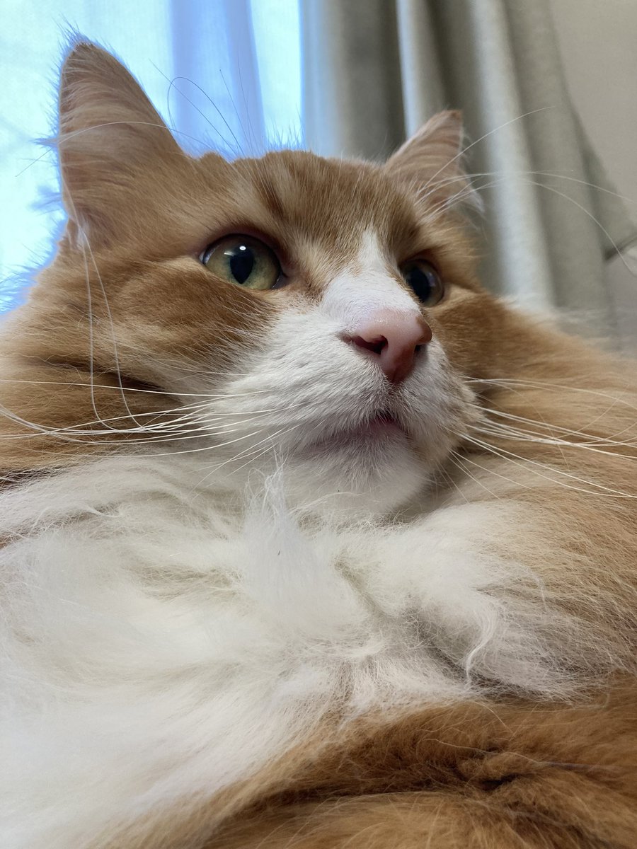 Flehmann(フレーマン) tweet media