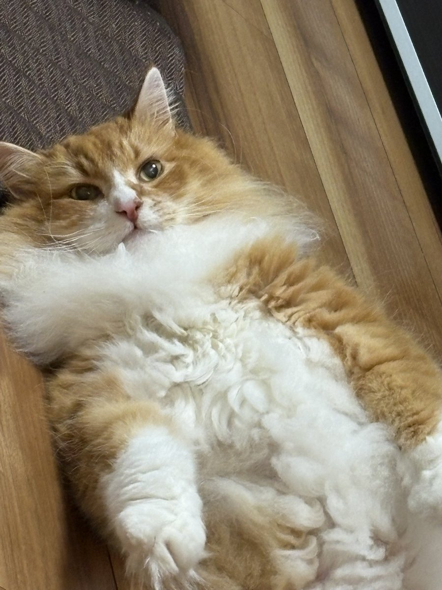 Flehmann(フレーマン) tweet media