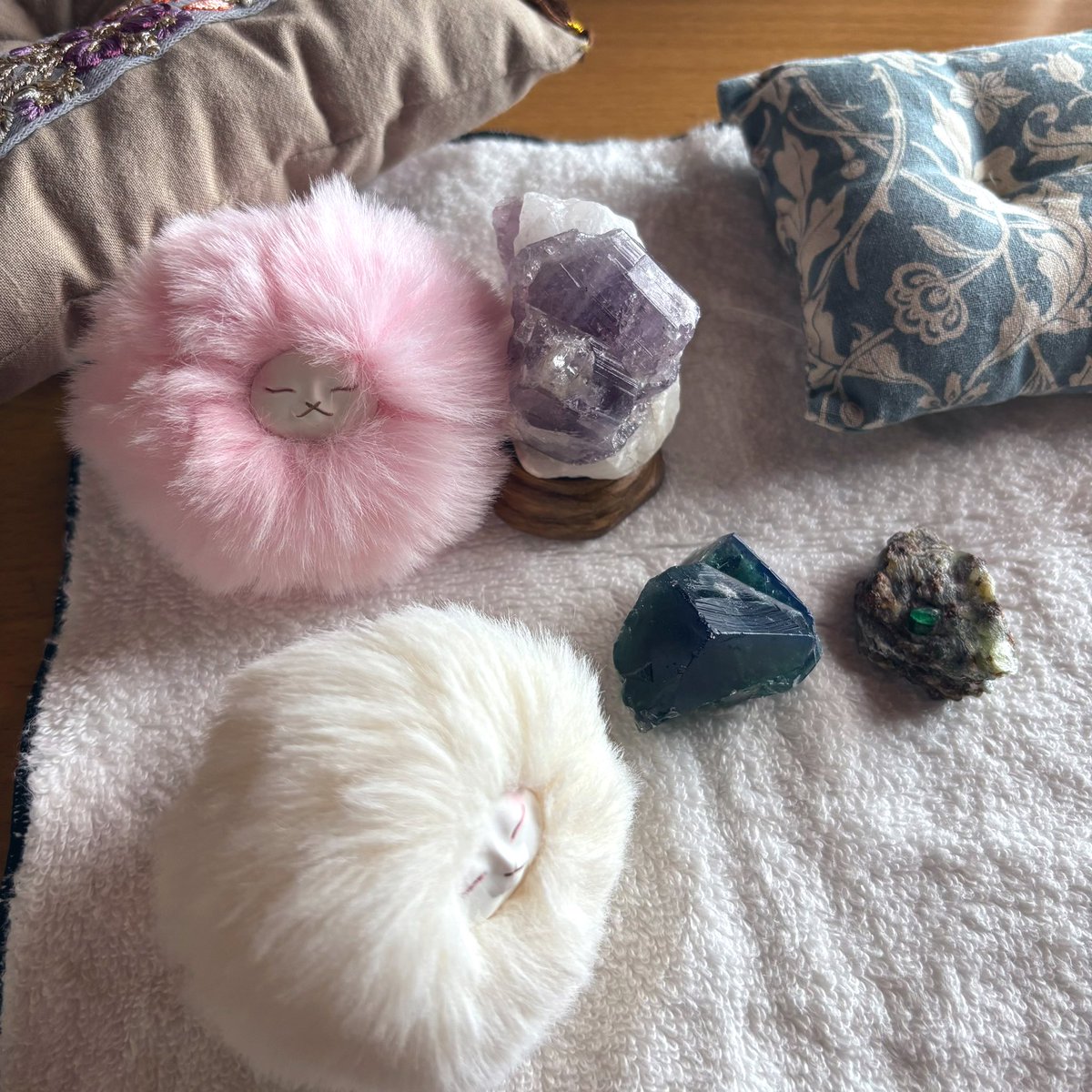 オサキ狐のアサキ tweet media