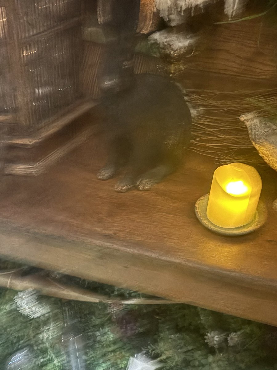 죄비뵤 tweet media