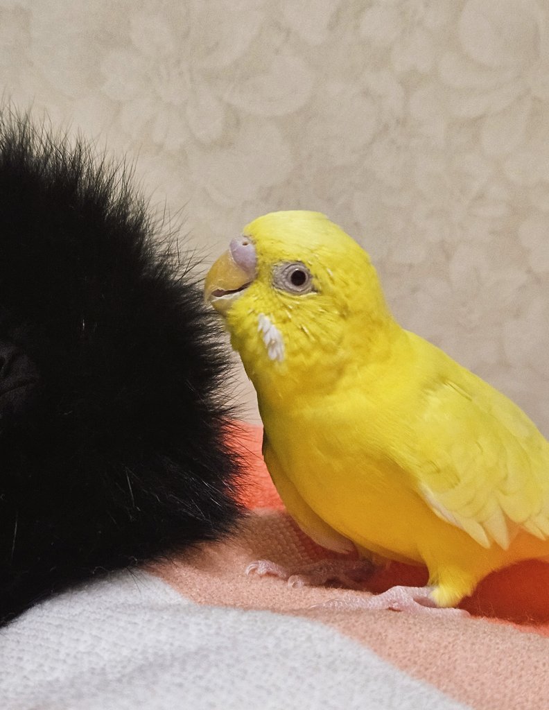 ぺーちゃん tweet media