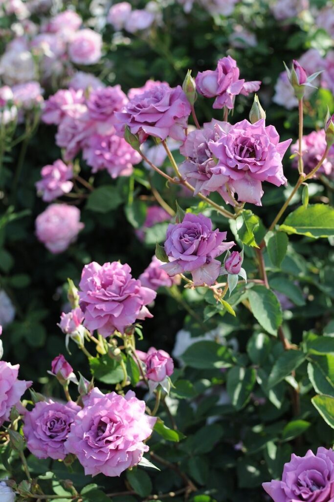 veracruz tweet media