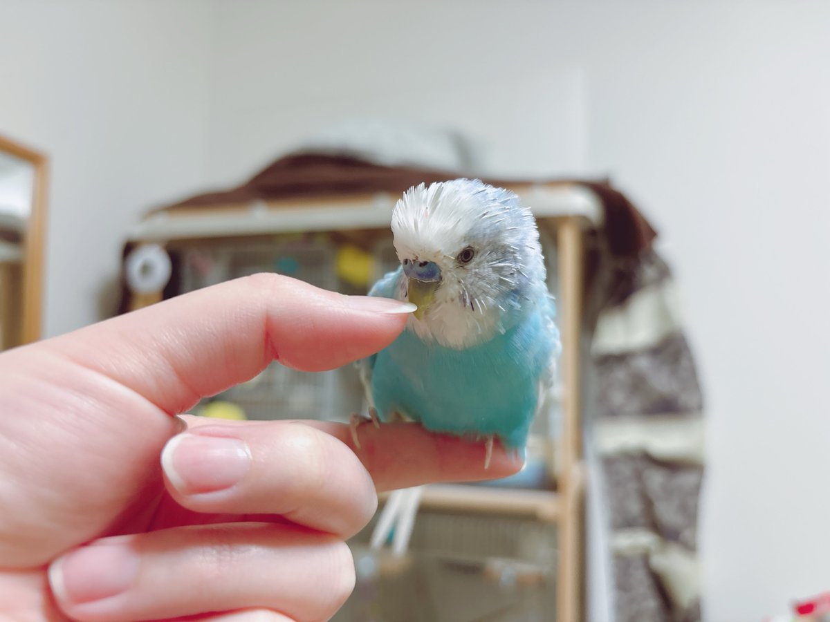 ラピス tweet media