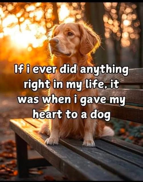 Dog Lovers tweet media