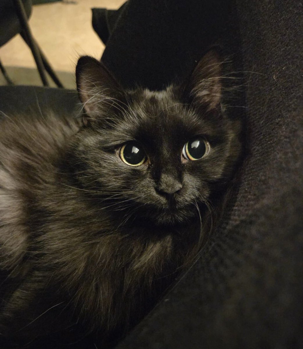 cats with powerful impression 🐾 tweet media