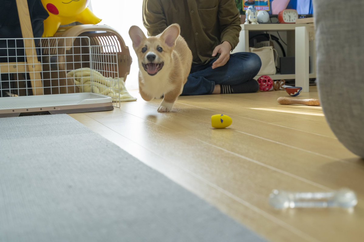 はんぺん tweet media