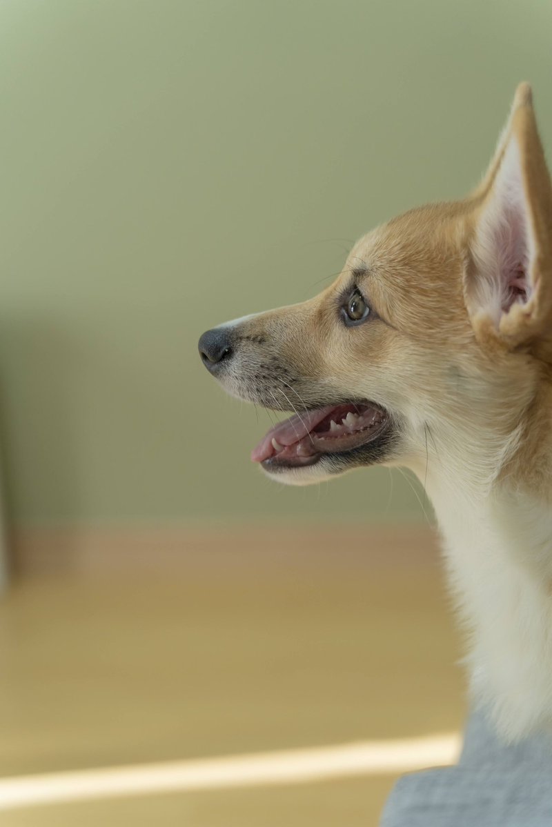 はんぺん tweet media