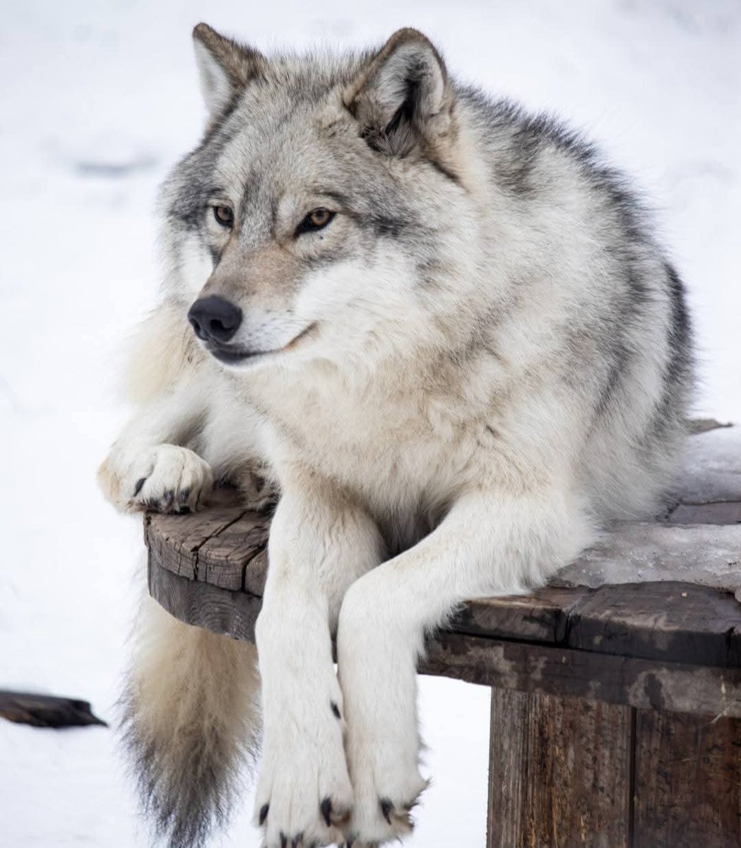 wolf lover community tweet media