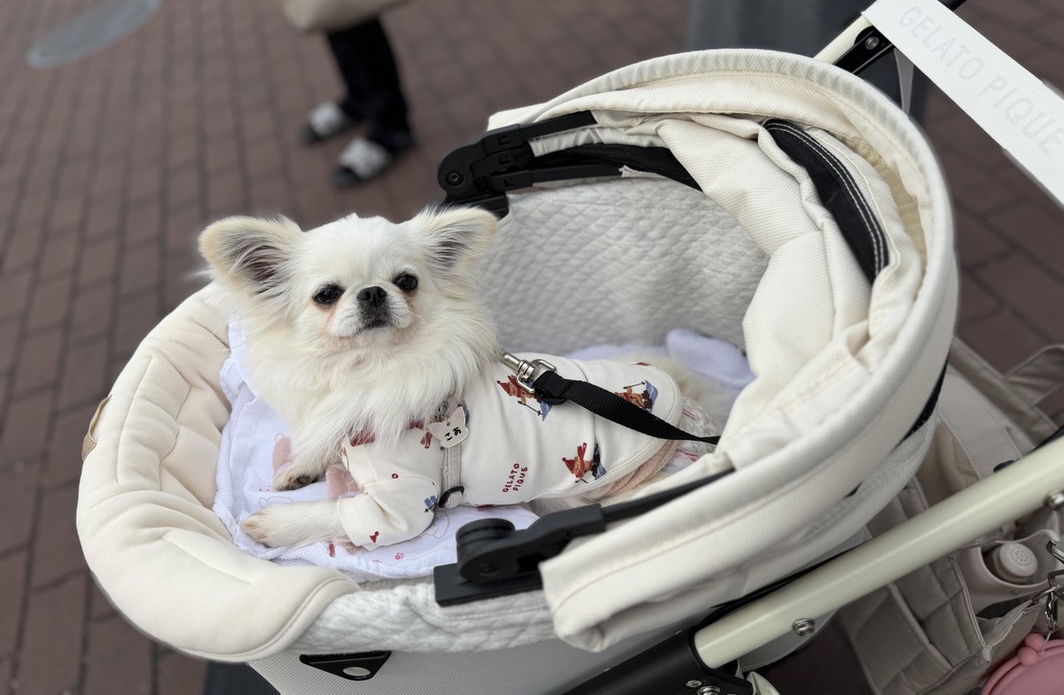 鼻ぺちゃこあちゃん tweet media