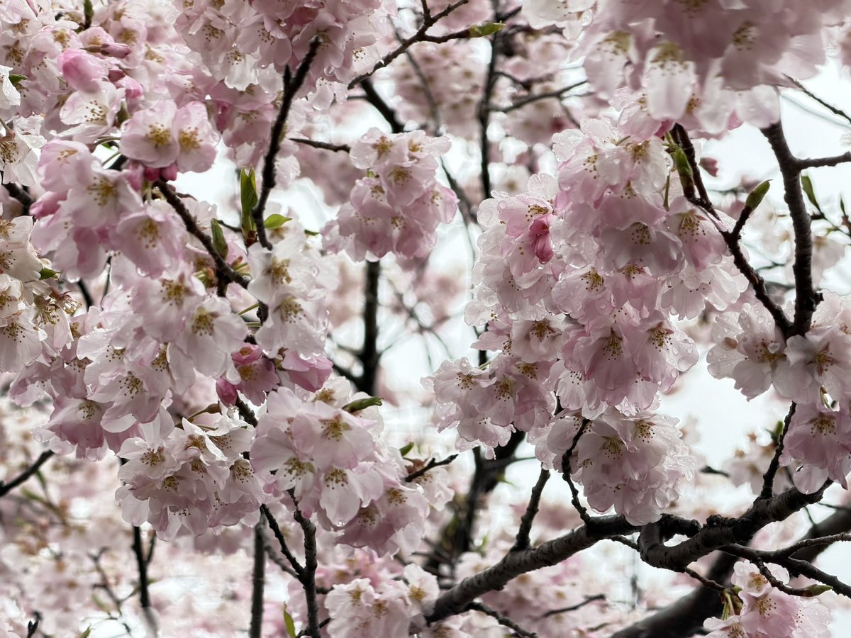 しがらみ箱 tweet media