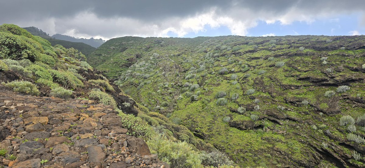 Fifarafa tweet media