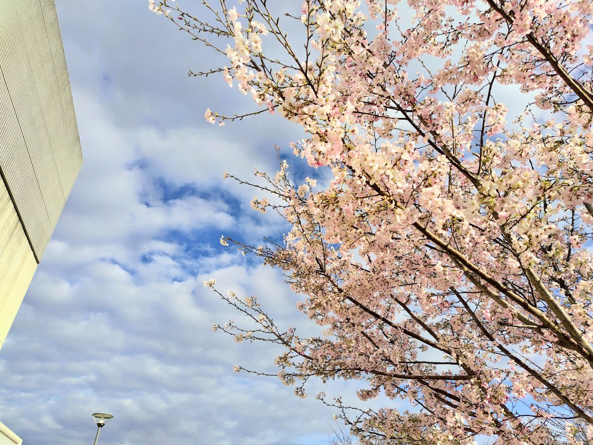 磯貝 理香 tweet media