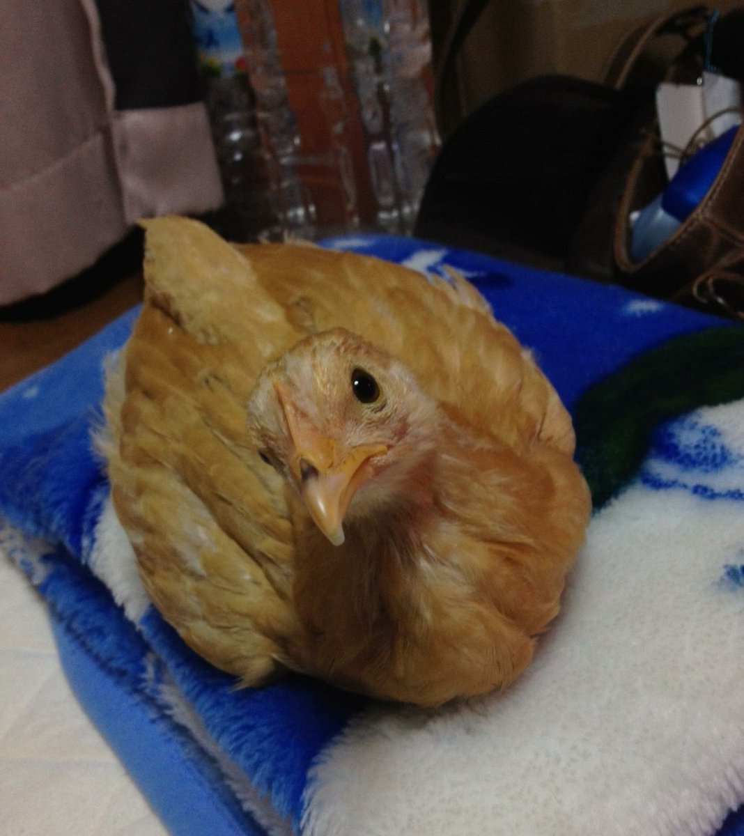 ちえぽこ tweet media