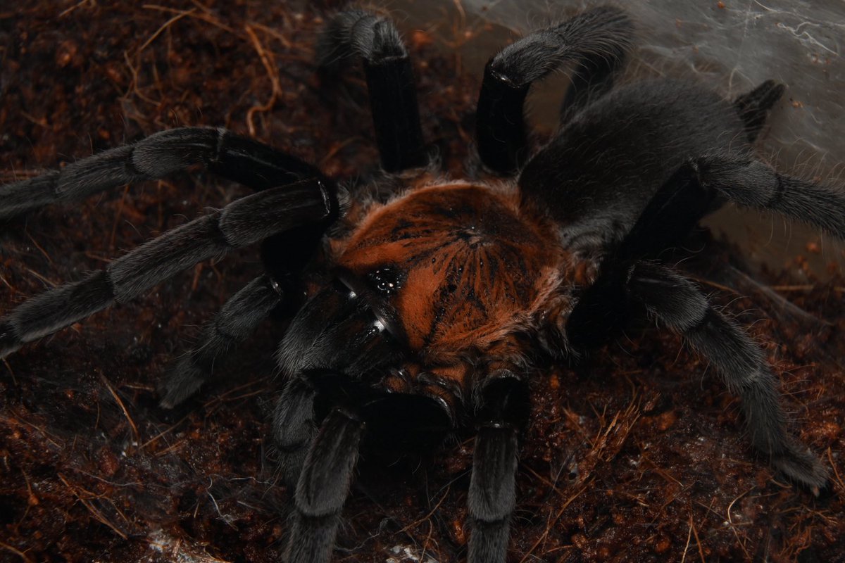 ブロフロフスキー tweet media