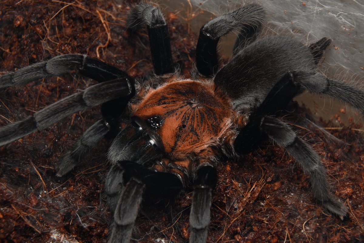 ブロフロフスキー tweet media