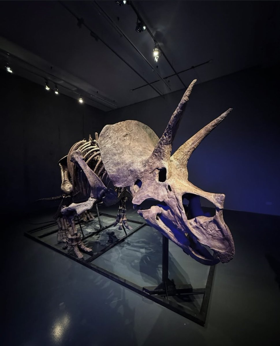 260326 Annie posted the triceratops skeleton too!🦖