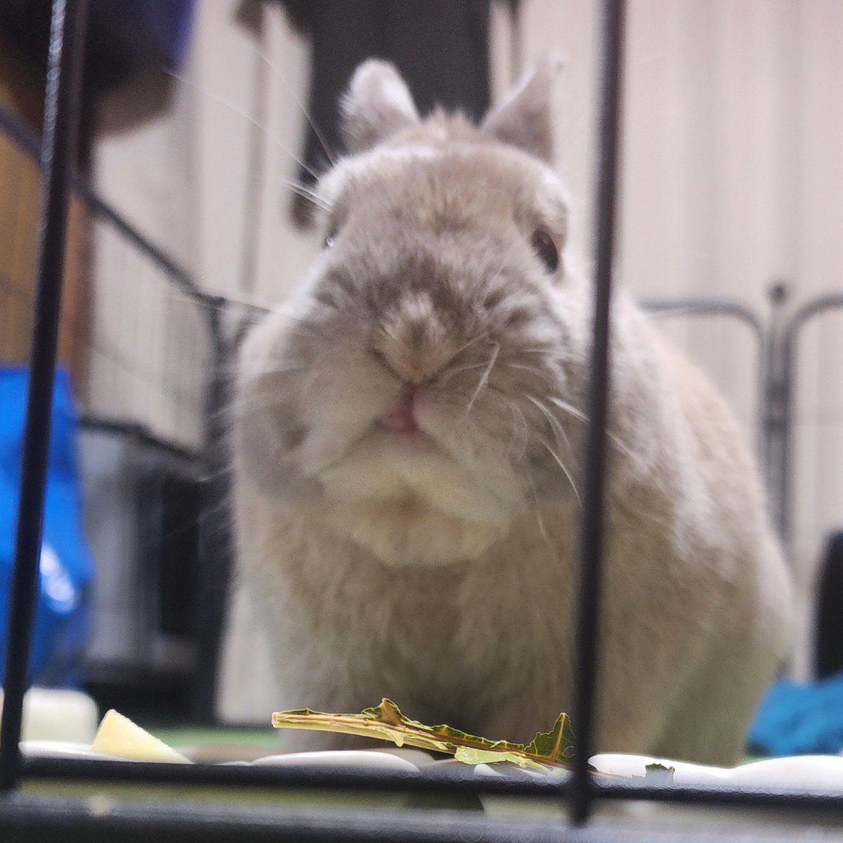 T7ふぉんNP tweet media