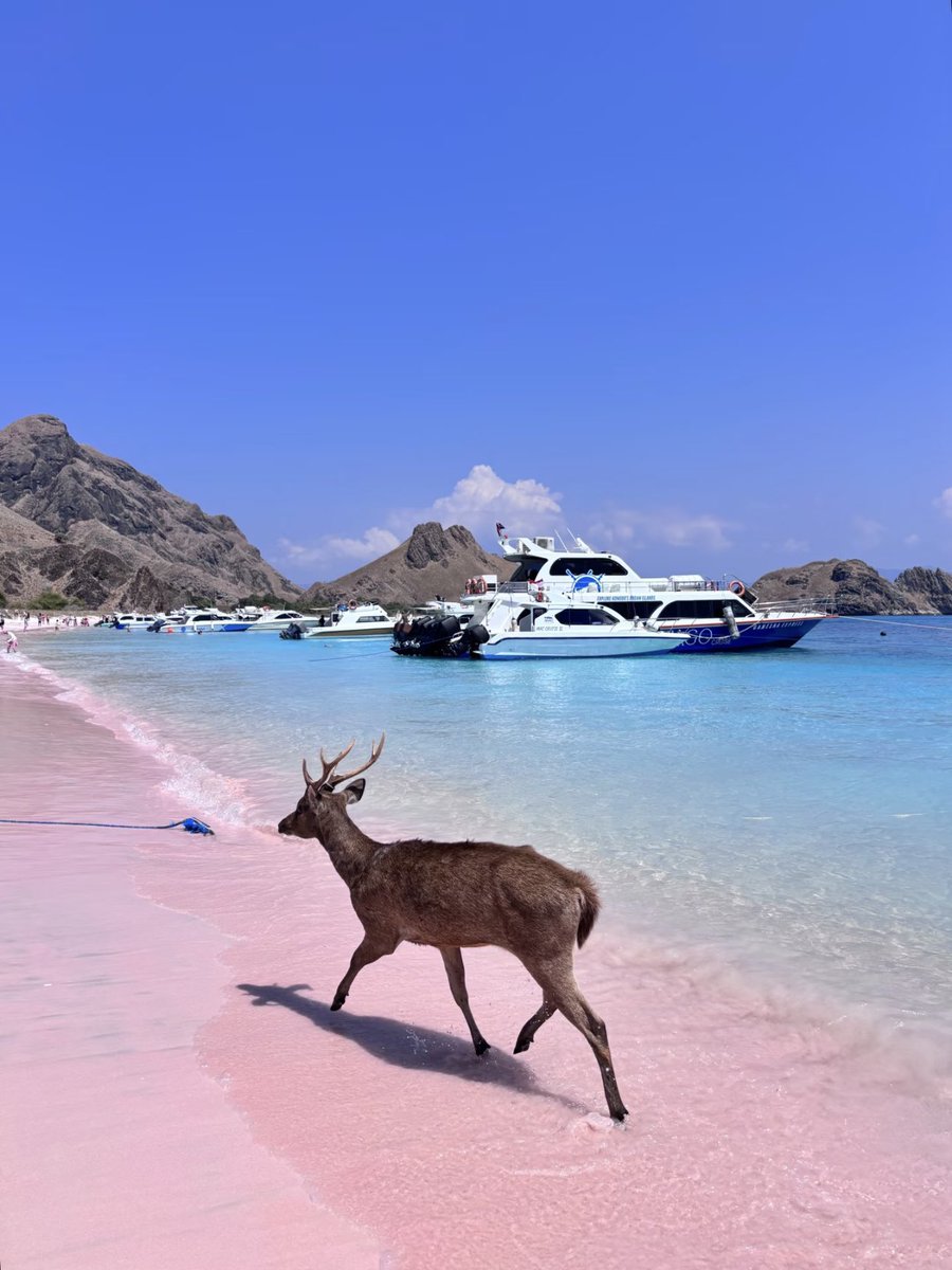 Noorie lova tweet media