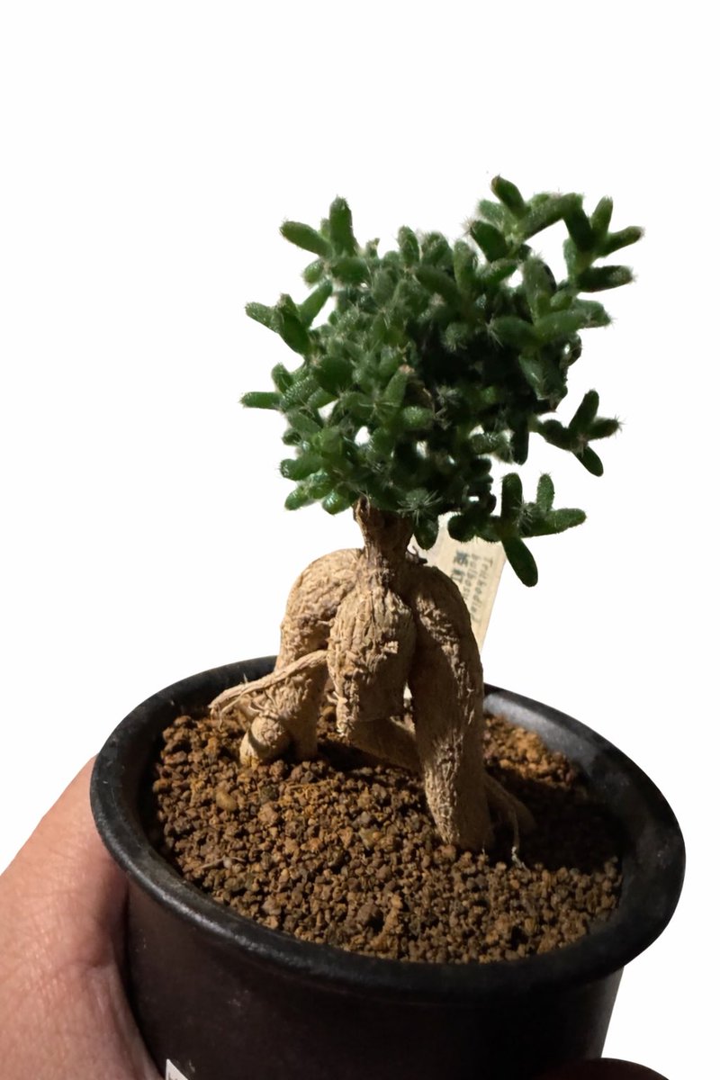 ふっき～ tweet media