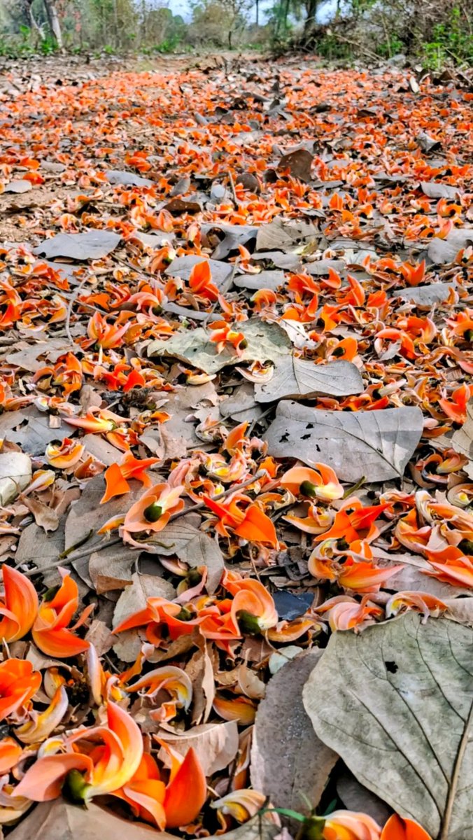 Bengal's untold tales tweet media