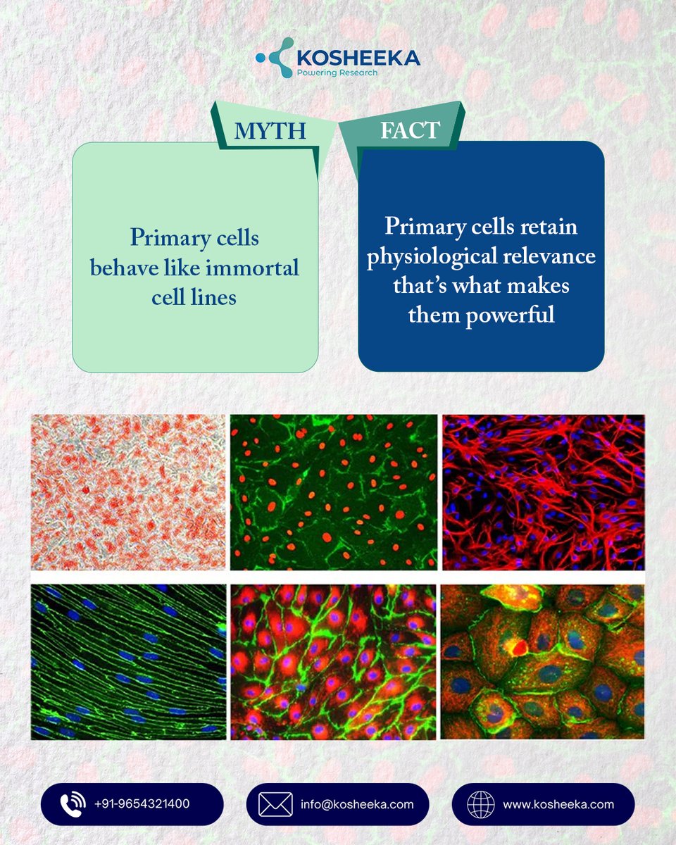 kosheeka tweet media