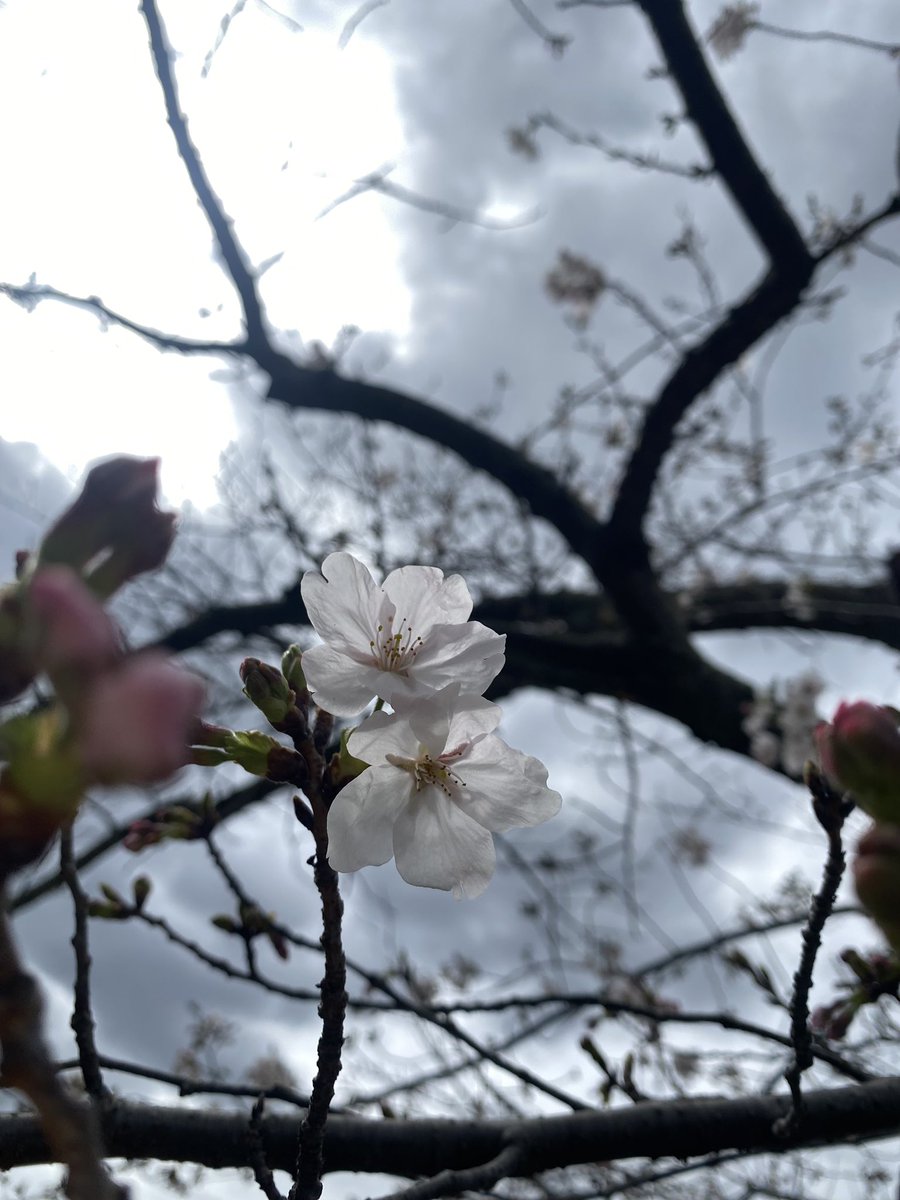 まるる tweet media