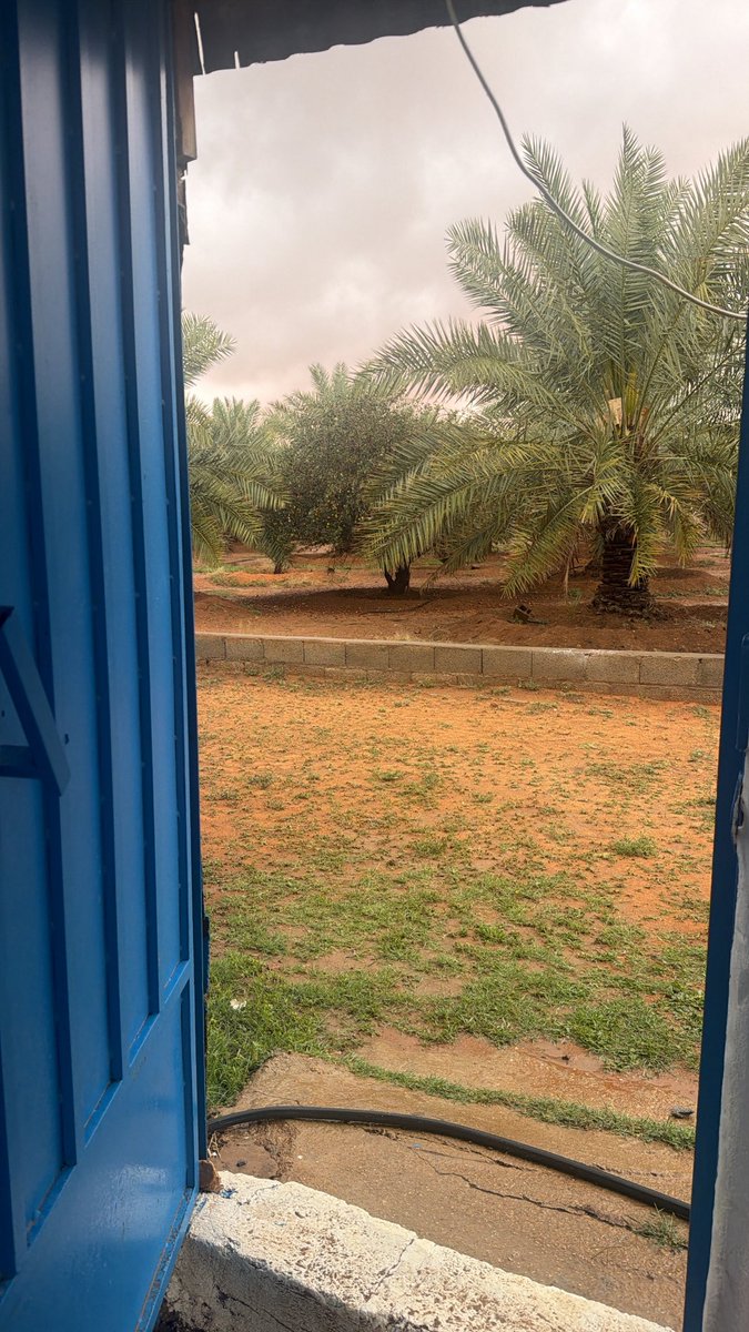 ساري tweet media