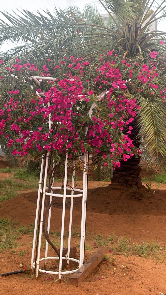 ساري tweet media