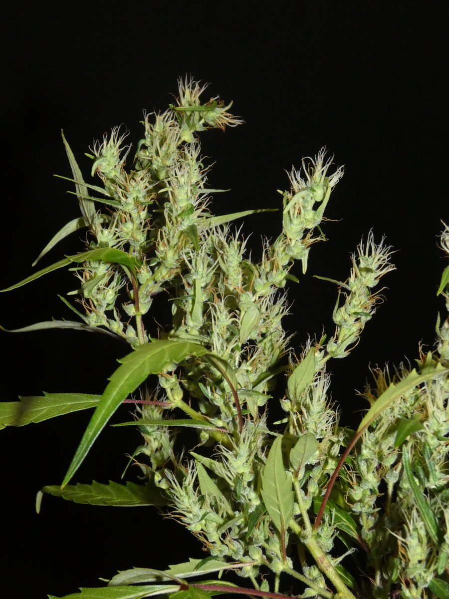 Khalifa Genetics tweet media