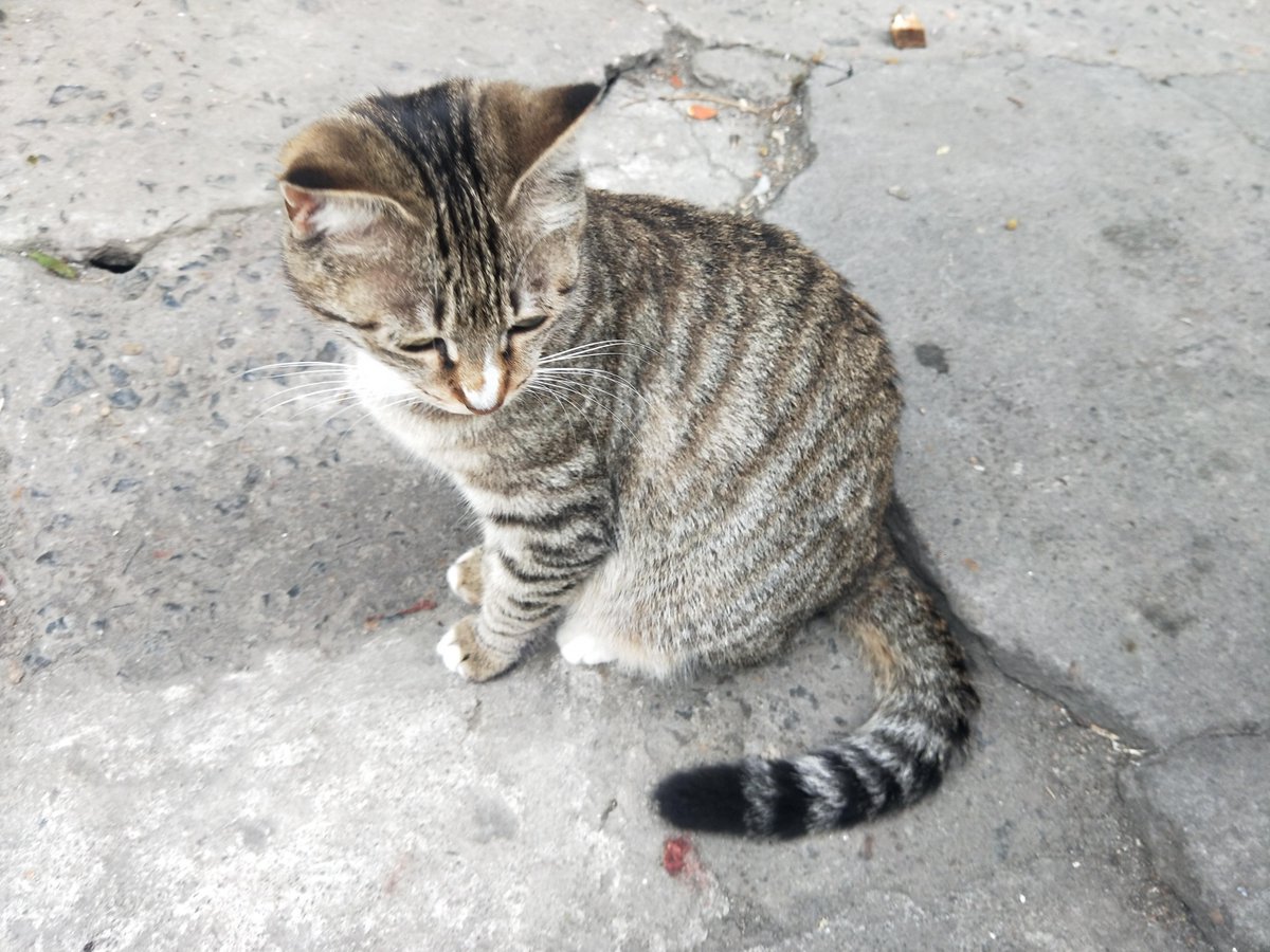 Loma gamal tweet media