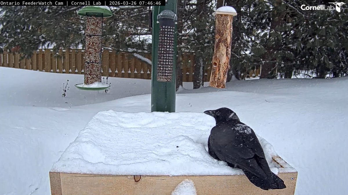 FeederWatch Cam tweet media