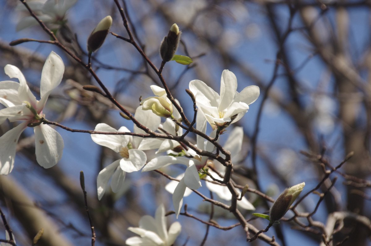 岳(だけぶき)蕗 tweet media