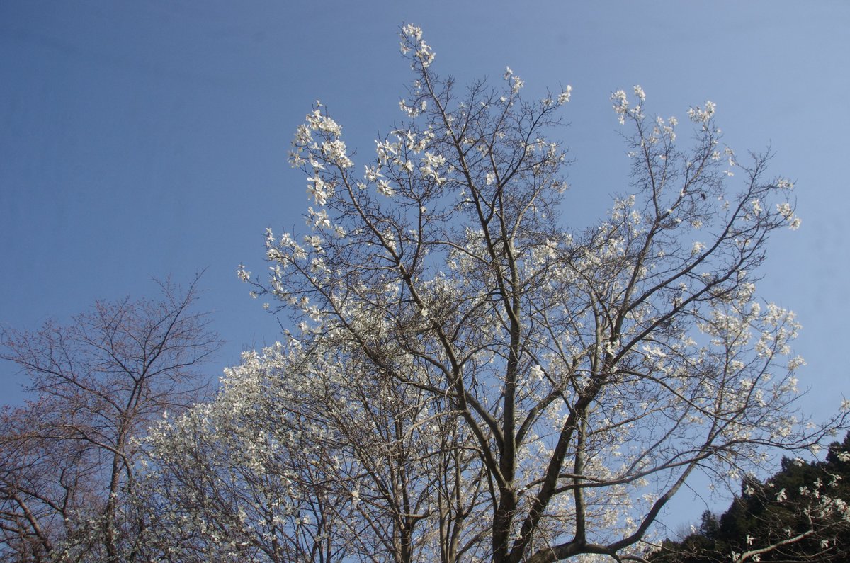 岳(だけぶき)蕗 tweet media