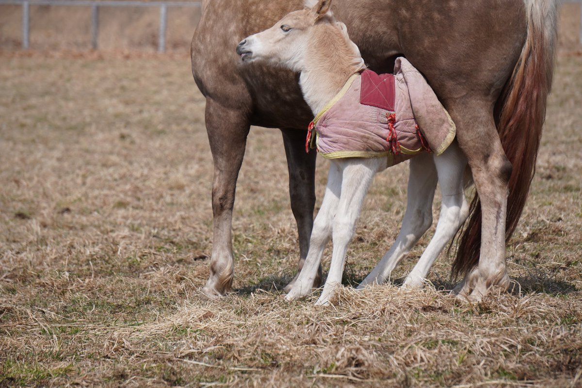 馬きち tweet media