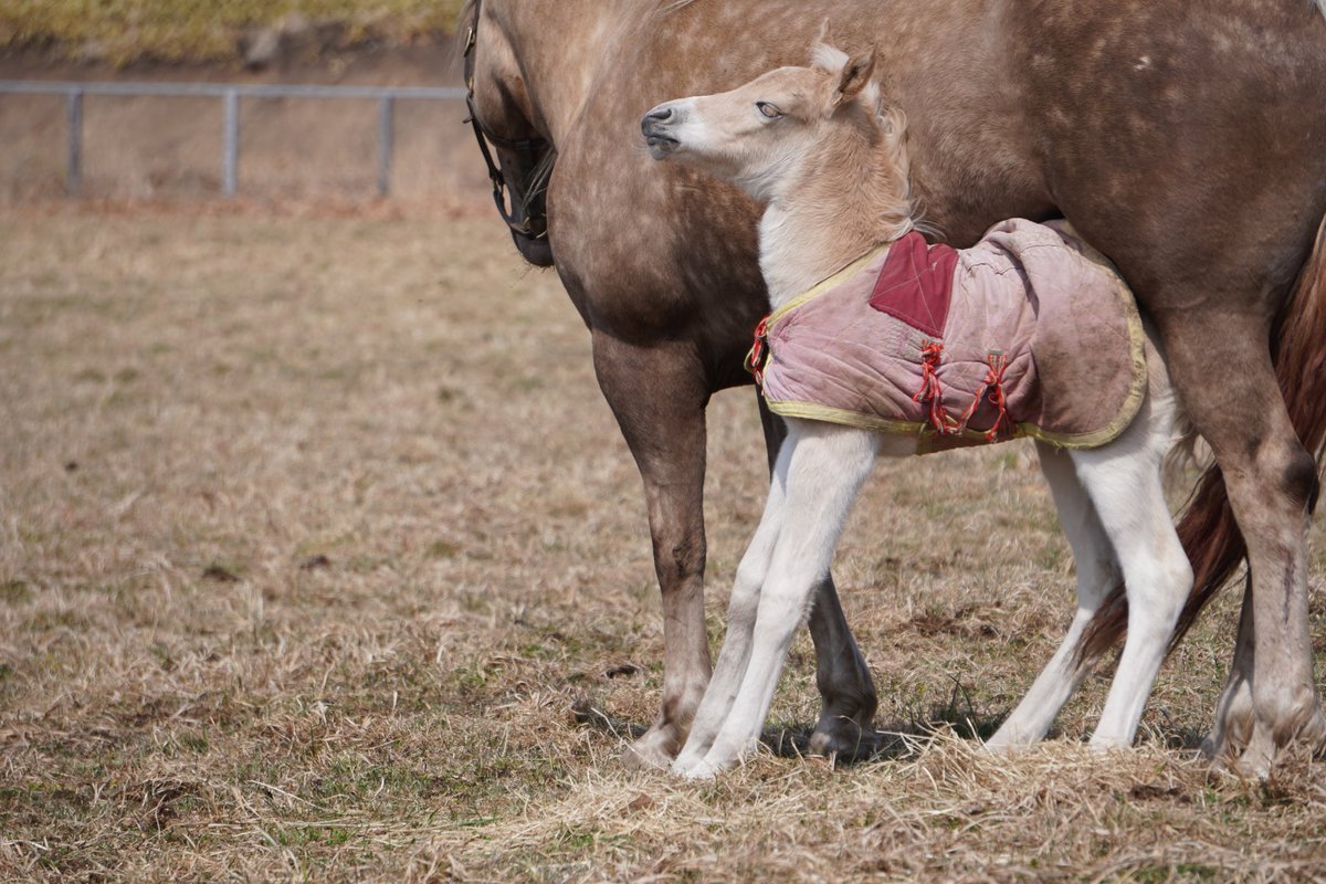 馬きち tweet media